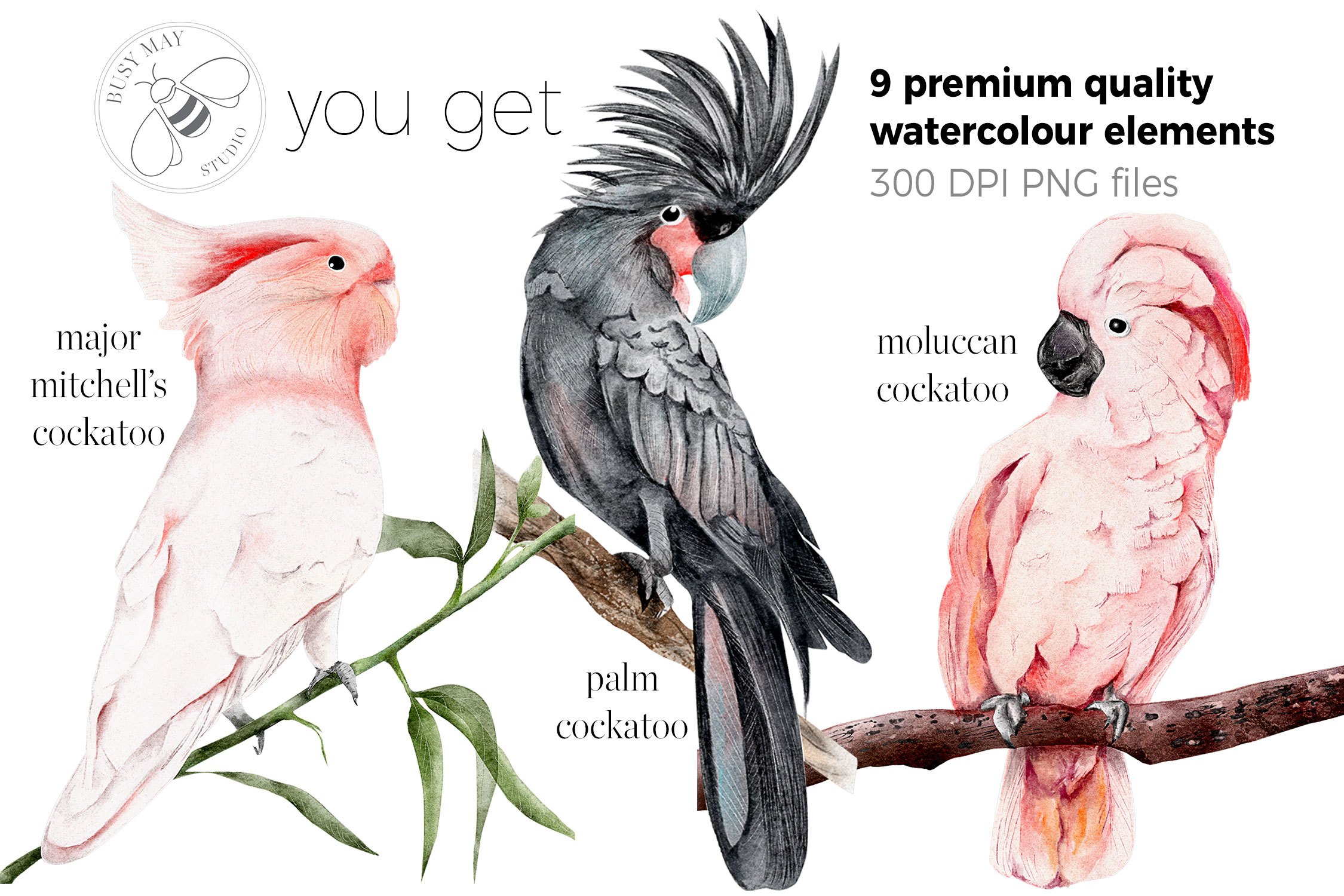 Watercolor Exotic Birds Tropical PNG - photo 6