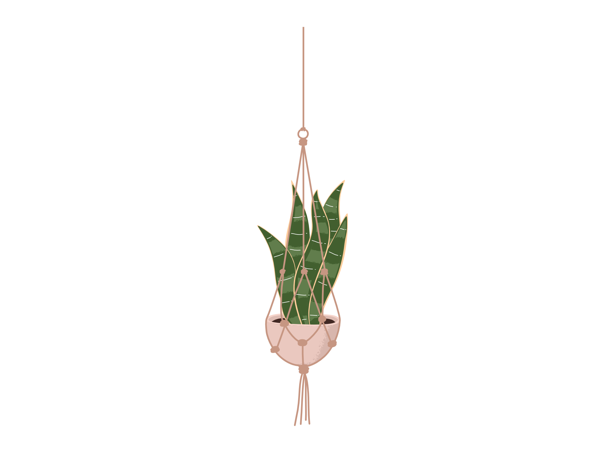 sago palm indoor plant Sago Palm Tree  Timeless, Low-Maintenance Indoor & Outdoor Plant