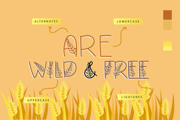 Padee Kapass Font PNG with transparent background - Preview 1