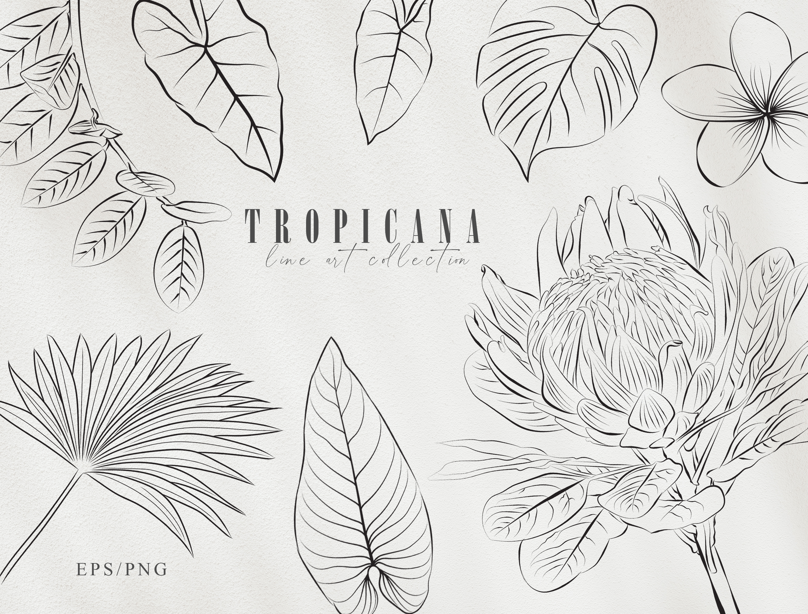 Line Art Tropical Plants Clipart Set Graphic by Tiana Geo  Creative Fabrica