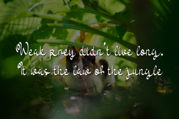 Jungle Cat Font PNG with transparent background - Preview 1
