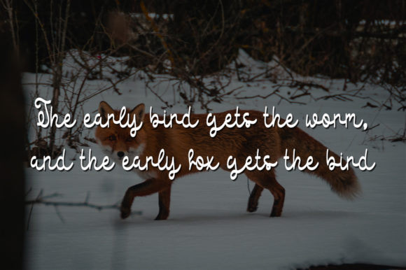 Red Fox Font PNG with transparent background - Preview 3