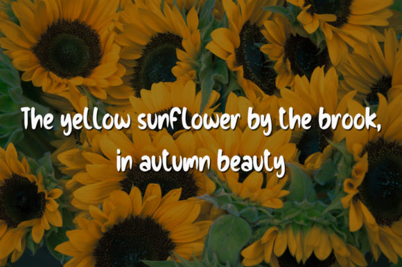 Love Sunflowers Font PNG with transparent background - Preview 3
