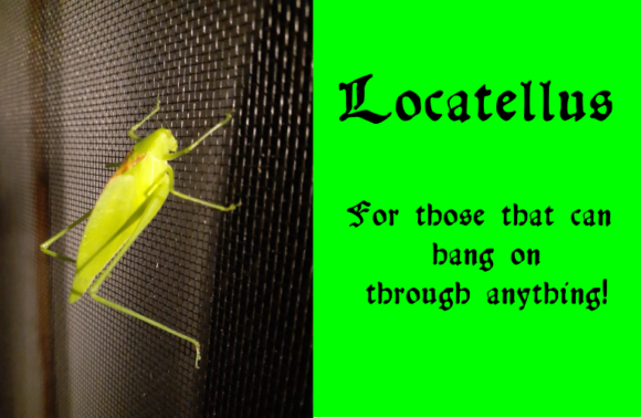 Locatellus Font PNG with transparent background - Preview 2