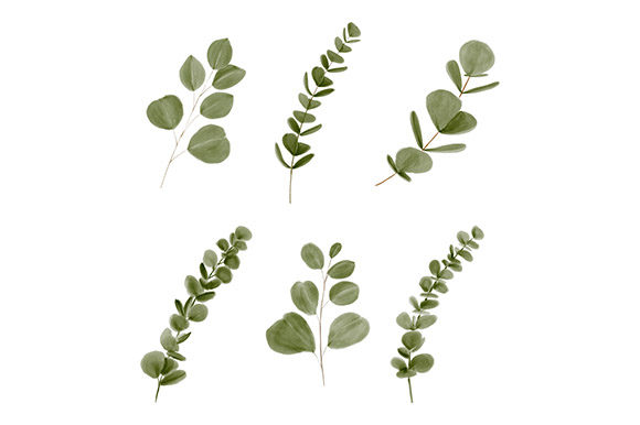 Watercolor Eucalyptus Leaf Element Graphic Illustrations By elsabenaa