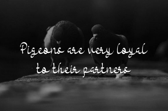 Black Pigeons Font - Preview 1