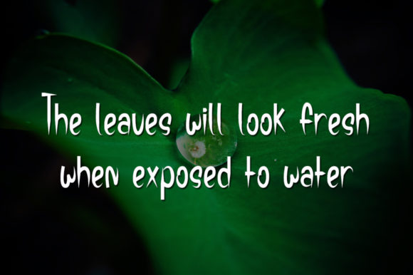 Green Leaf Font PNG with transparent background - Preview 2