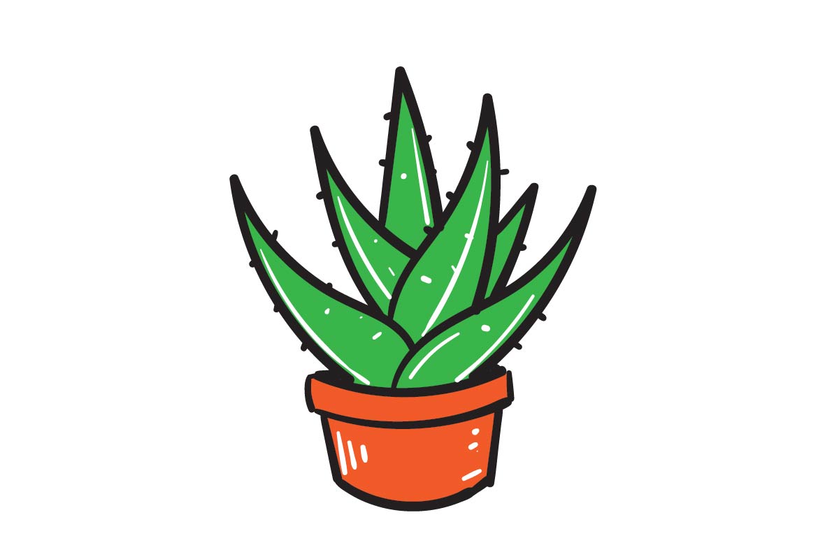 aloes aloe vera Aloe barbadensis