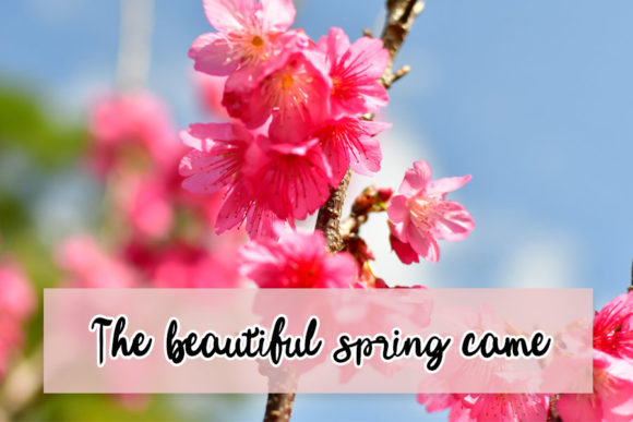 Bogenvilla Font - Preview 2