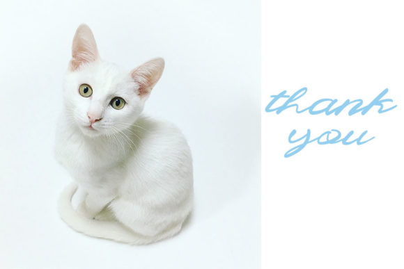 Cecillion Font - Preview 5