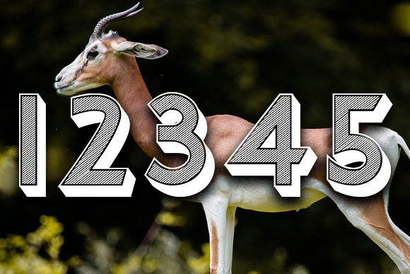 Gazelle Font - Preview 2