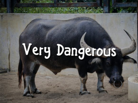 Angry Bull Font - Preview 4