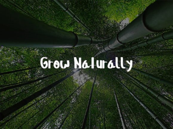 Bamboo Forest Font - Preview 2