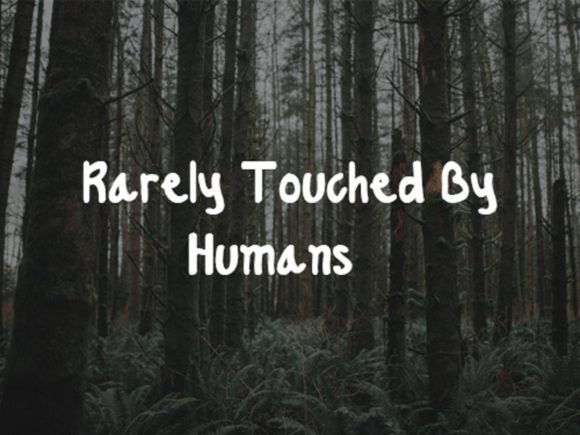 Lush Forest Font PNG with transparent background - Preview 3