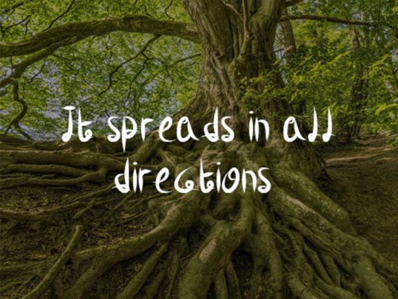 Life Roots Font PNG with transparent background - Preview 1