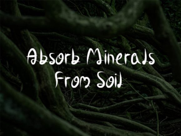 Life Roots Font PNG with transparent background - Preview 3