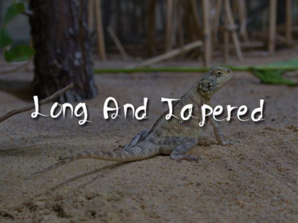 Lizard Tail Font PNG with transparent background - Preview 1