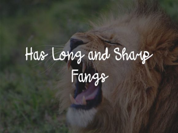 Kings of the Jungle Font PNG with transparent background - Preview 2