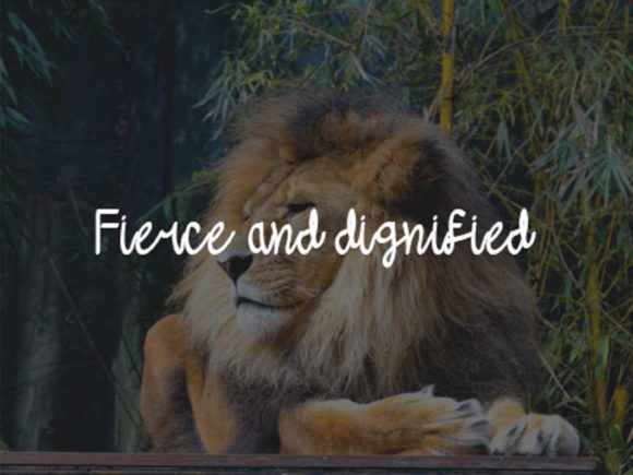Kings of the Jungle Font PNG with transparent background - Preview 3
