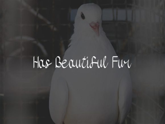 Messenger Pigeons Font PNG with transparent background - Preview 3