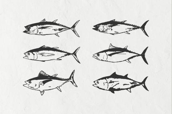 Tuna Fish Vintage Illustration Vector Graphic Illustrations By Raw Materials Design