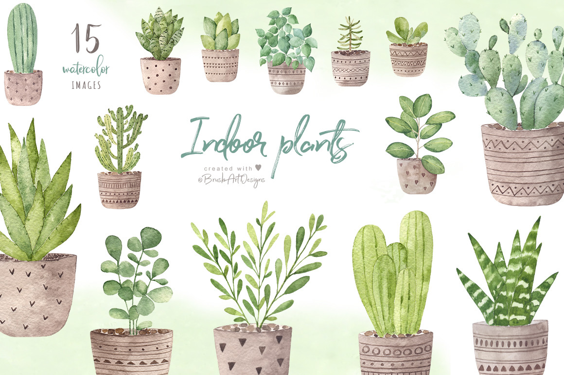 Indoor Plants Collection - photo 1