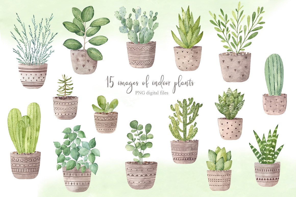 Indoor Plants Collection - photo 2