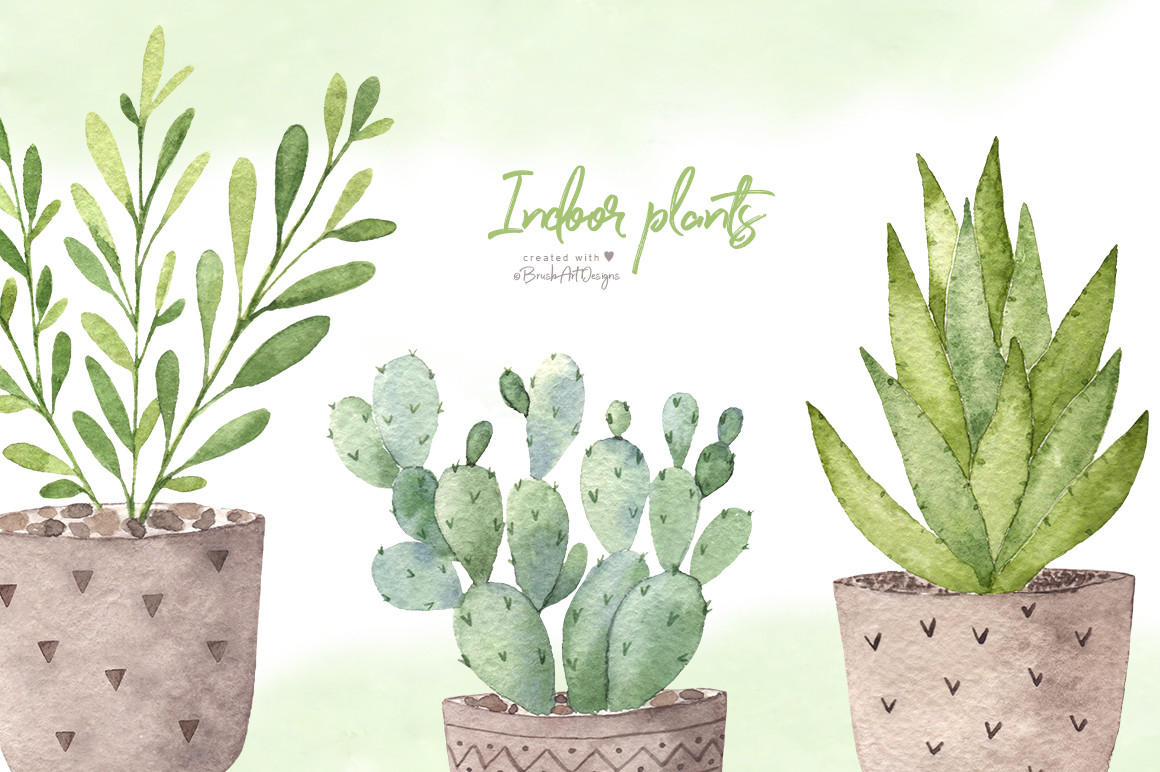Indoor Plants Collection - photo 5
