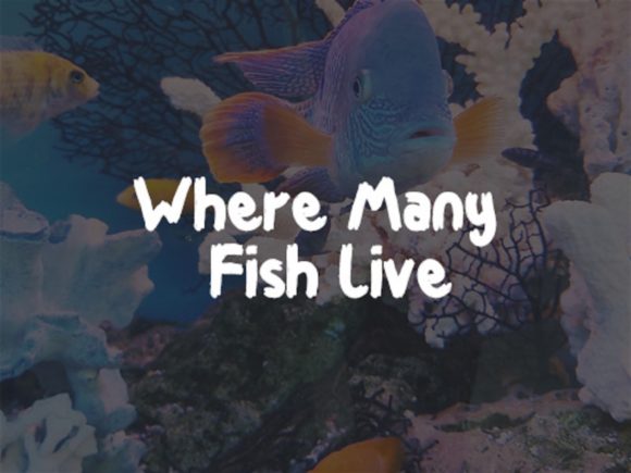 Beautiful Coral Font - Preview 2