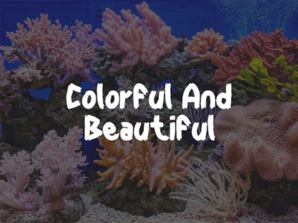 Beautiful Coral Font - Preview 3