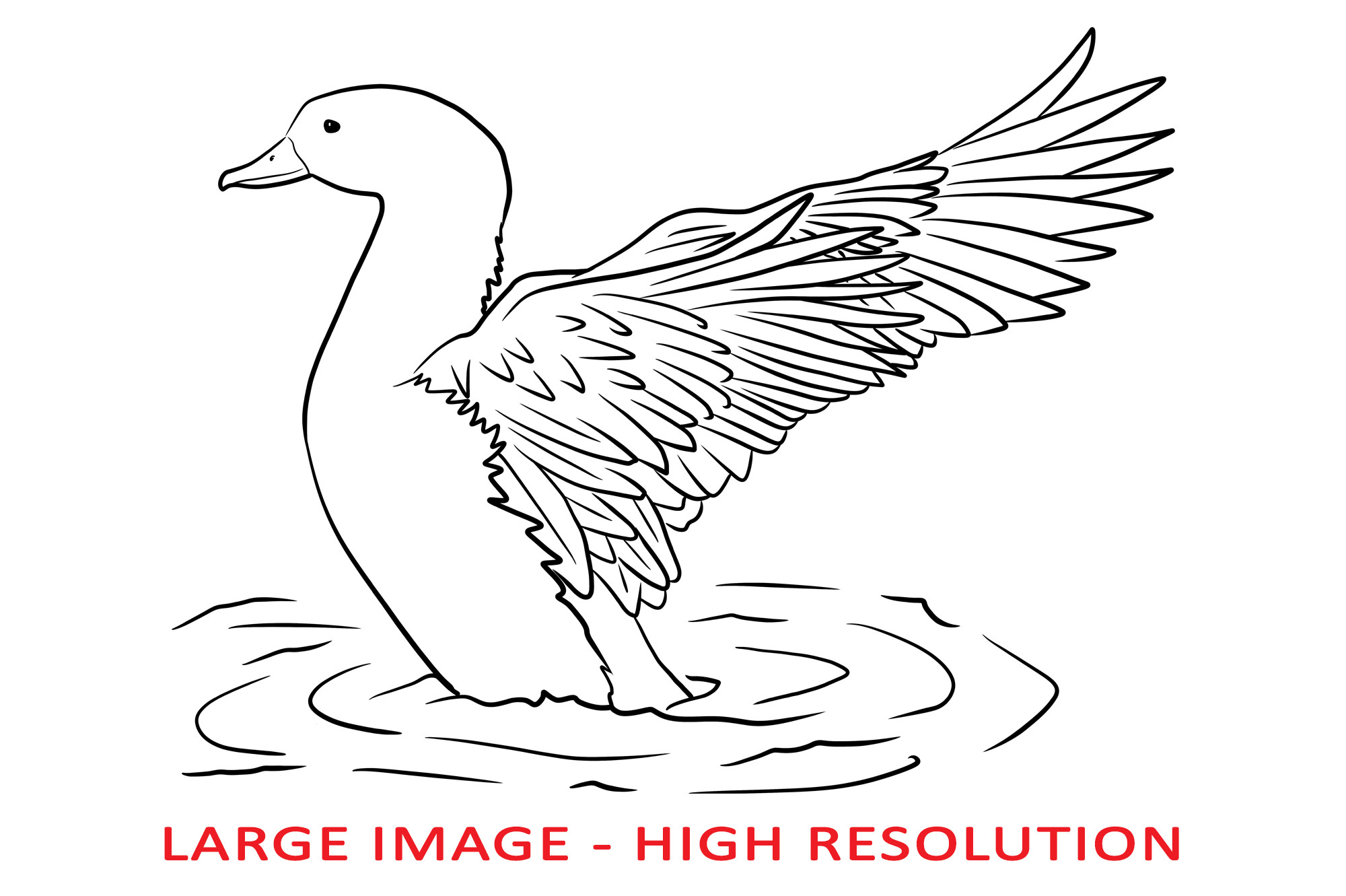 Duck Flapping Wings in the Water Lineart