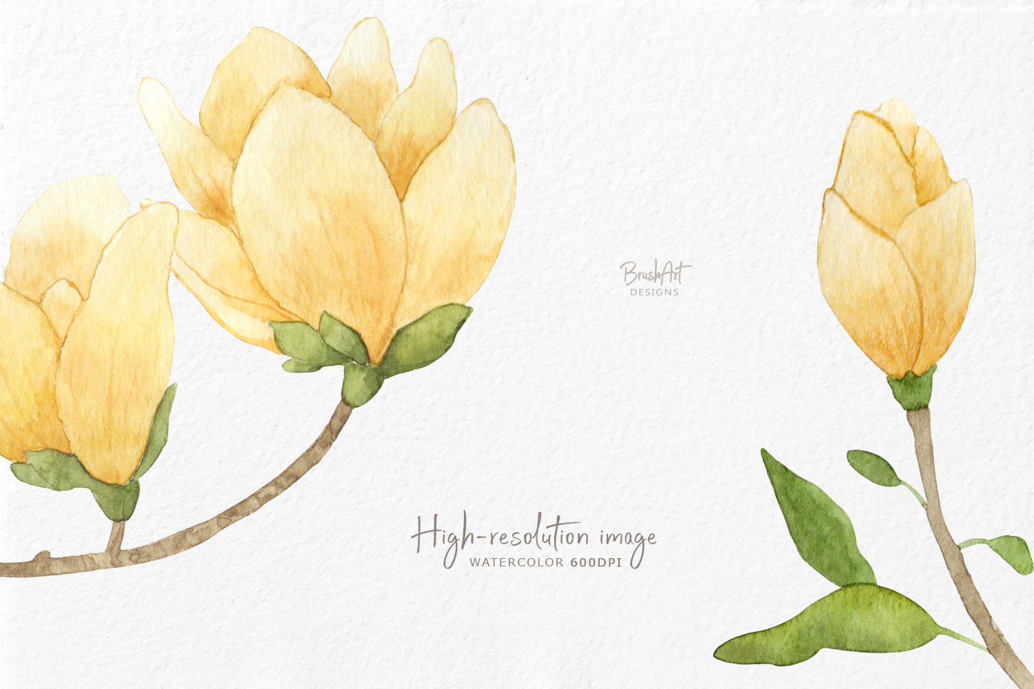 Watercolor Yellow Magnolia - photo 5