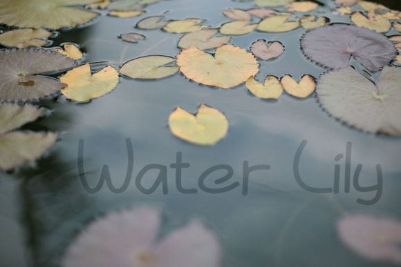 Lily Melody Font PNG with transparent background - Preview 2