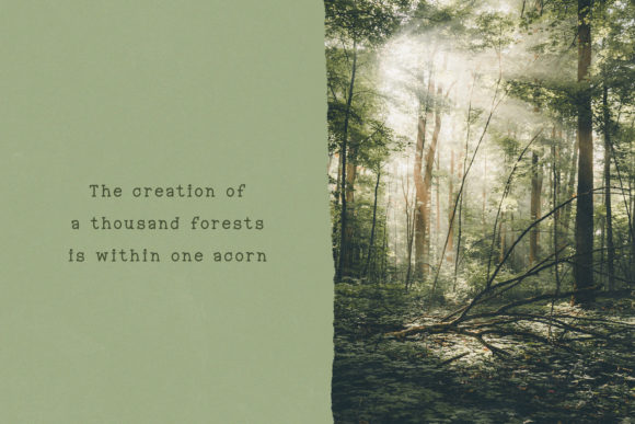 Into the Wild Font PNG with transparent background - Preview 4