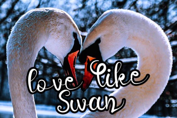 Black Swan Font - Preview 2
