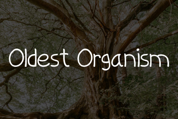 Old Tree Font PNG with transparent background - Preview 3
