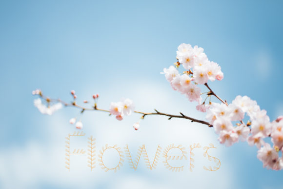 Leafinna Font PNG with transparent background - Preview 2