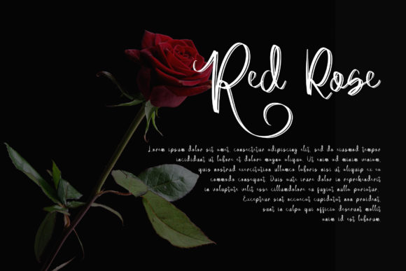 Acallypha Font - Preview 1