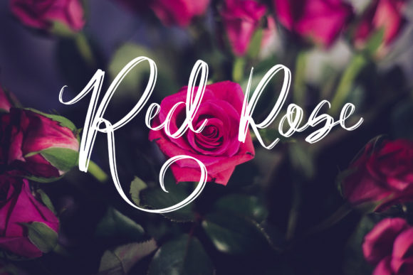 Acallypha Font - Preview 5