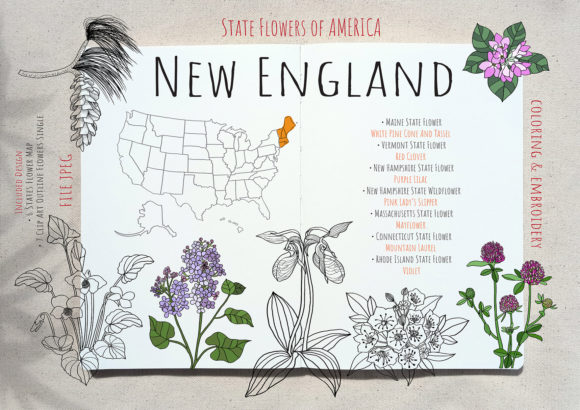 STATES FLOWERS SET 1 : New England
