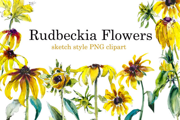 Watercolor Set Rudbeckia Flowers