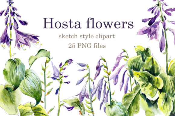 Watercolor Set Hosta Flowers. Clip Art