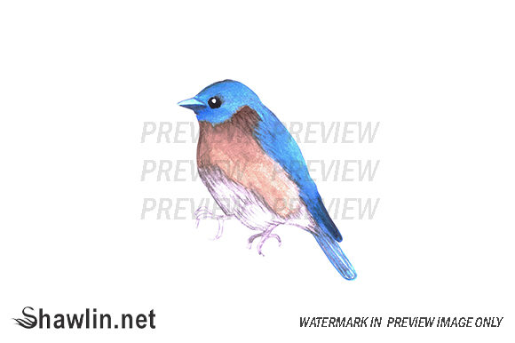 Bluebird Watercolor Bird Graphic Illustrations By shawlin