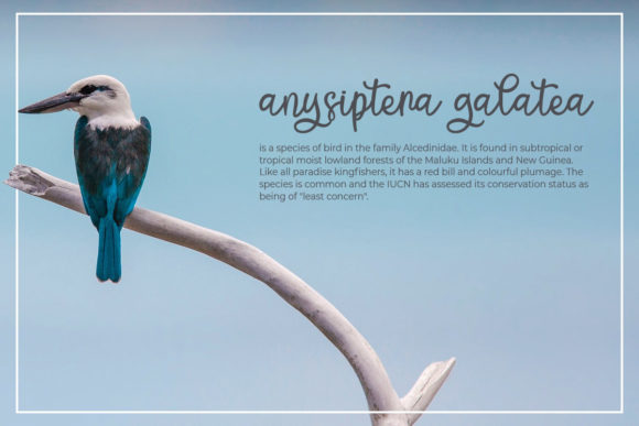 Cantica Script Font PNG with transparent background - Preview 3