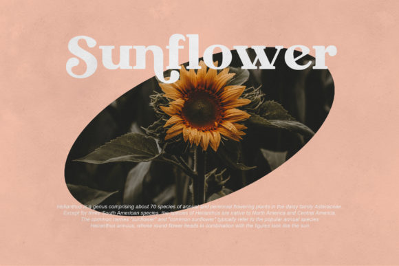 Megusto Font PNG with transparent background - Preview 6