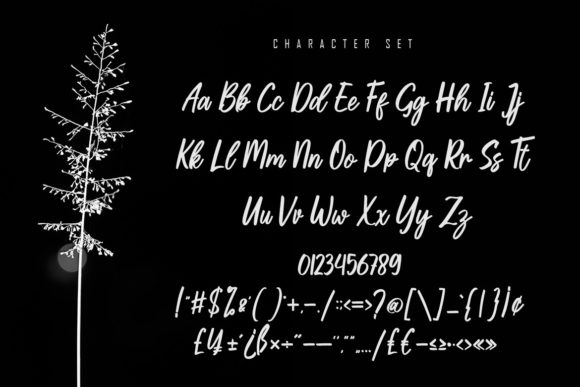 Bollifia Script Font - Preview 5