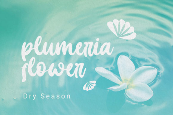 Cooked Mellow Font PNG with transparent background - Preview 2