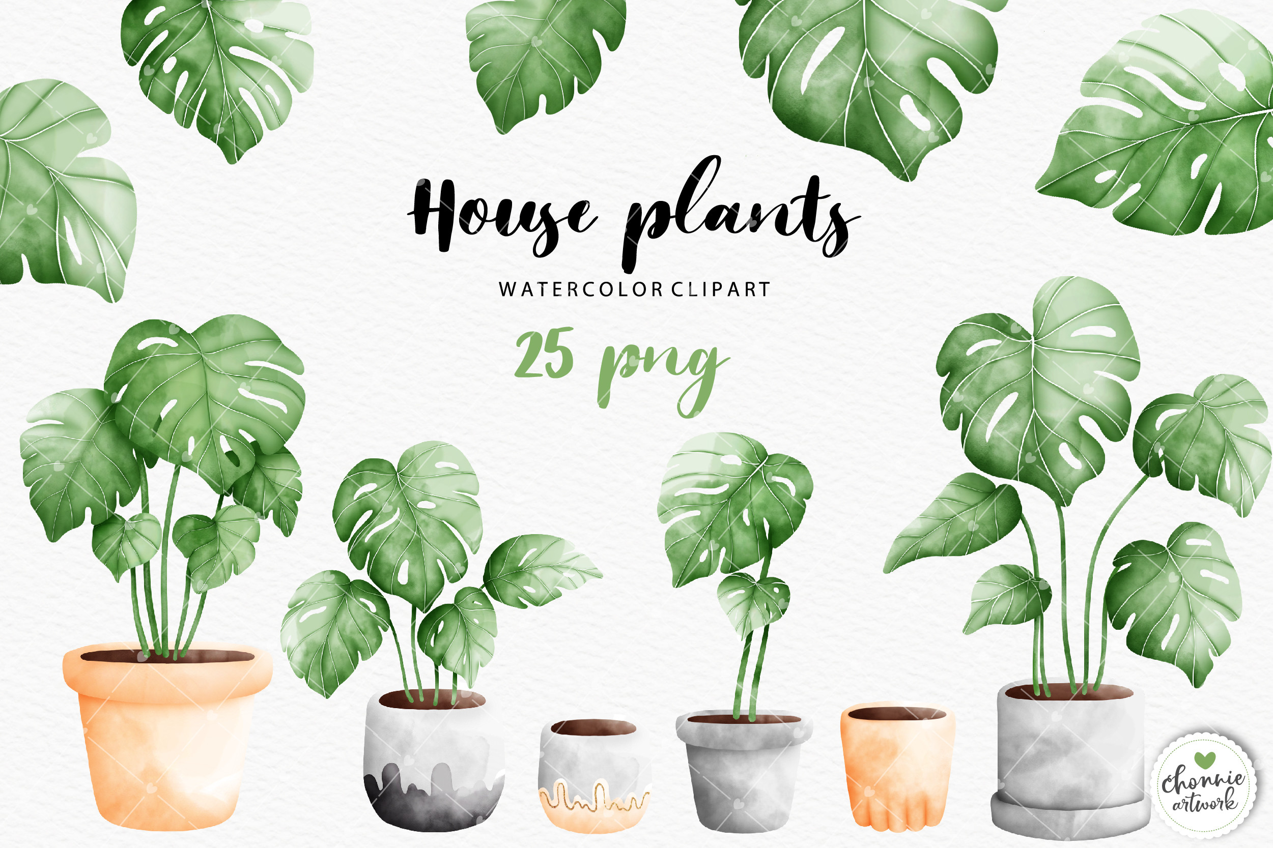 tortum philodendron Philodendron tortum – Carnivero