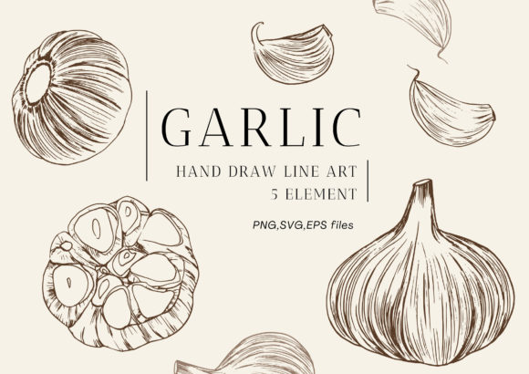 Garlic Graphic Line Art Hand Drawing