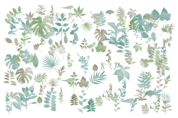 care of sage plant White Sage Plants Salvia apiana